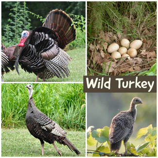 Wild Turkey